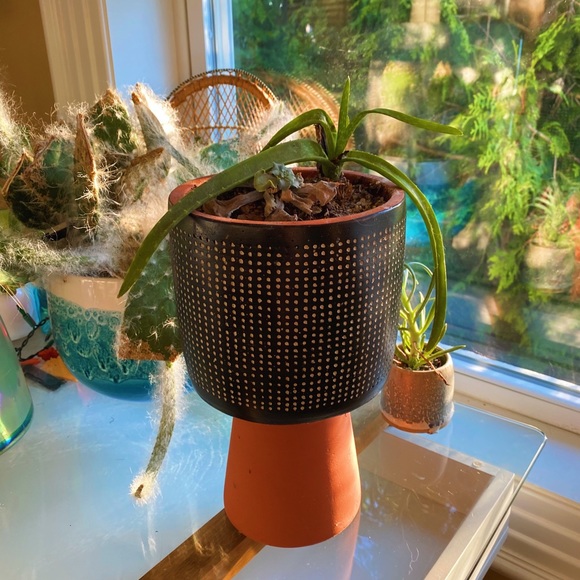 Handmade By Me Planter Terracota Dot 🔮 - Picture 6 of 16